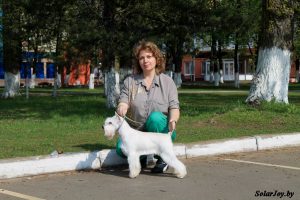 купить щенка цвергшнауцера в Минскее - питомник Солар Джой