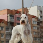 щенки белого цвергшнауцера в Минске