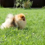 купить щенка померанского шпица в Беларуси
