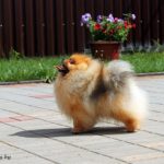 купить щенка померанского шпица в Беларуси