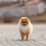купить щенка шпица в питомнике в Беларуси