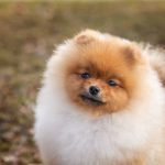 купить щенка шпица в питомнике в Беларуси