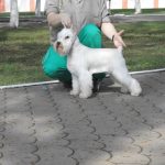купить щенка белого цвергшнауцера в Беларуси- питомник Солар Джой