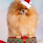 щенки шпица в Минске