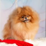 щенки шпица в Минске питомник Солар Джой