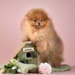 щенки шпица в Минске