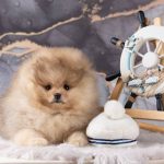 щенки шпица в Минске